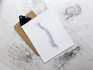 Illustration of a human spine
